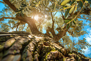 98 Trees view from below, a Nature Photo by Handmadefont (Thumbnail 54 of 98)