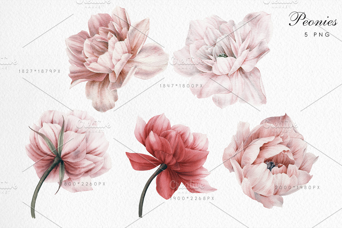 Watercolor Peony Collection, a Decorative Illustration by ollalya (Photo 2 of 9)