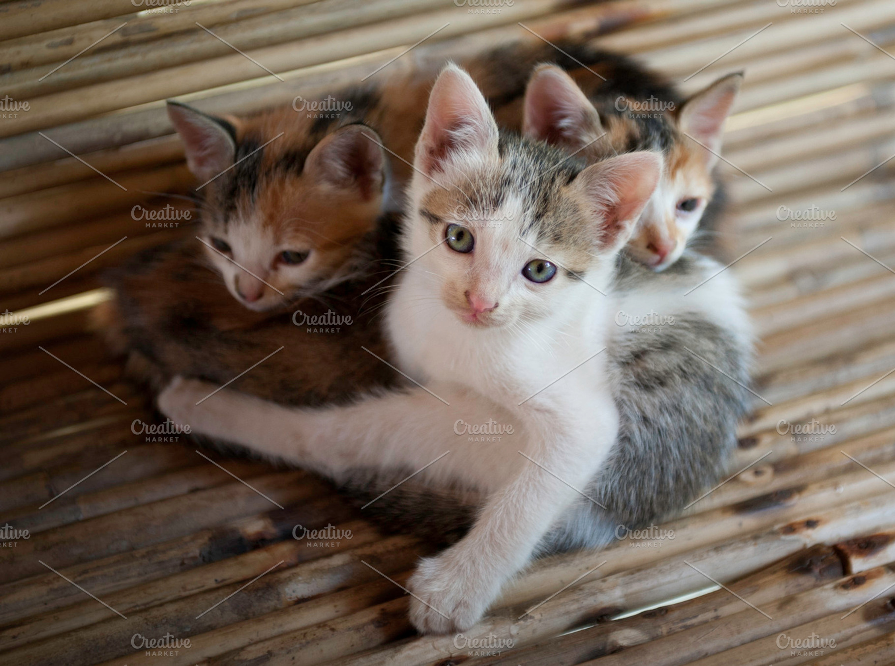 Kittens Stock Photo Containing Cat And Cats