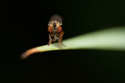 Holcocephala fuscaOr Robber Fly, an Animal Photo by Clinton Weaver