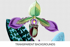 Orchid Clipart