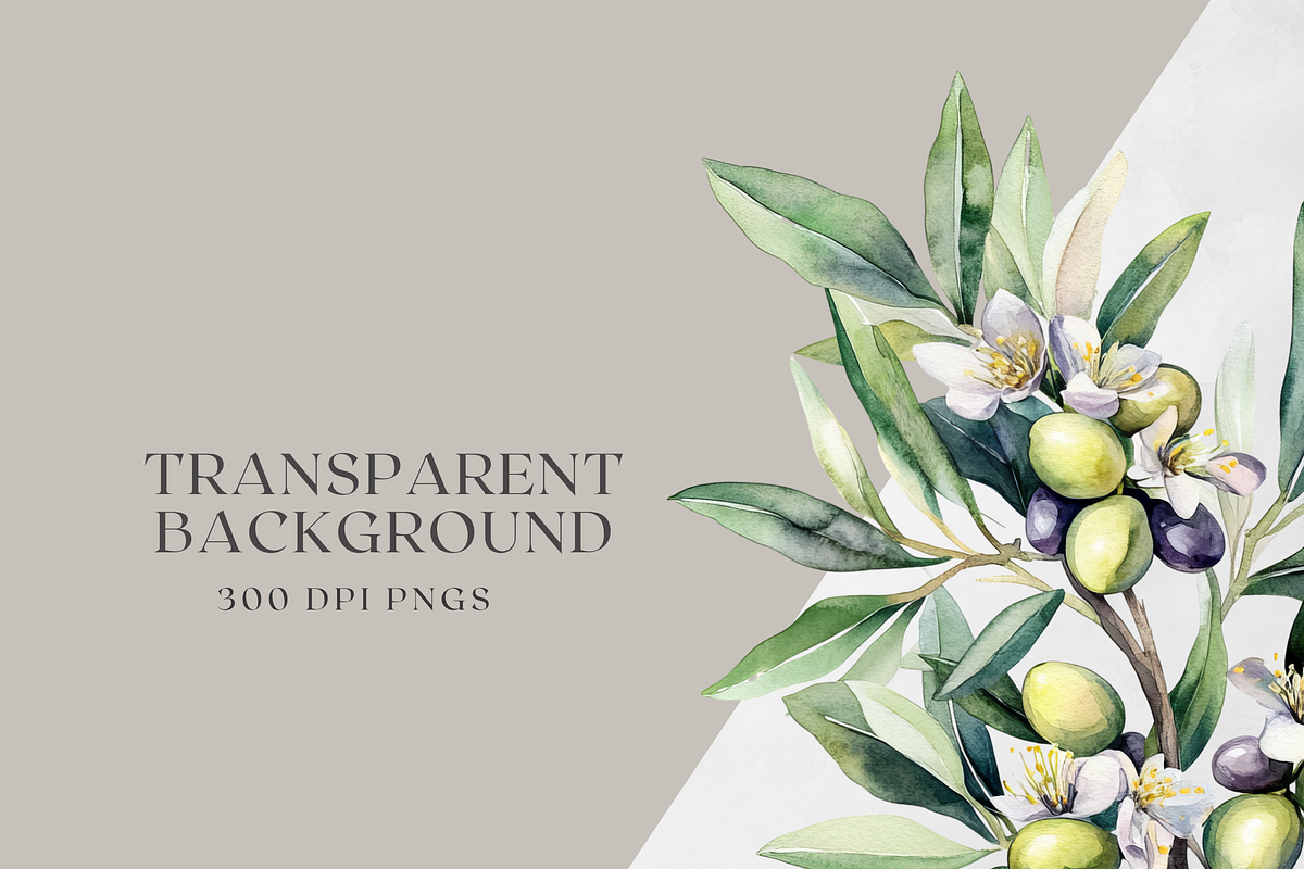 Olive Botanicals – Watercolor, a Decorative Illustration by ThaismotaCreativeCo (Photo 9 of 9)