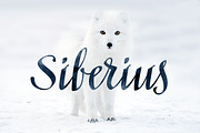 Siberius Clean Script Typeface, a Script Font by lissius (Thumbnail 1 of 9)
