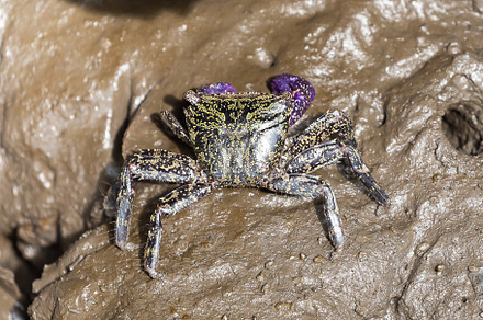 Rock crab - Metopograpsus frontalis latifrons, a Background Photo by Smith Chetanachan