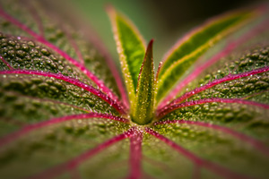 Macro close-up of green leaf with pi, a Nature Photo by professorinc