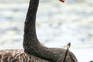 Black Swan Bird