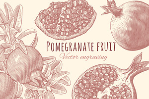 Pomegranate Fruit. Vector Engraving