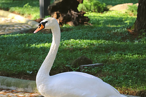White swan in the park, an Animal Photo by Sir13