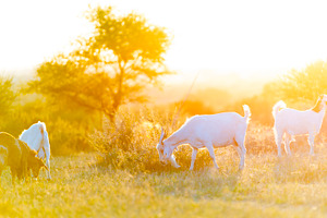 Goats Grazing at Sunset, an Animal Photo by THP Creative