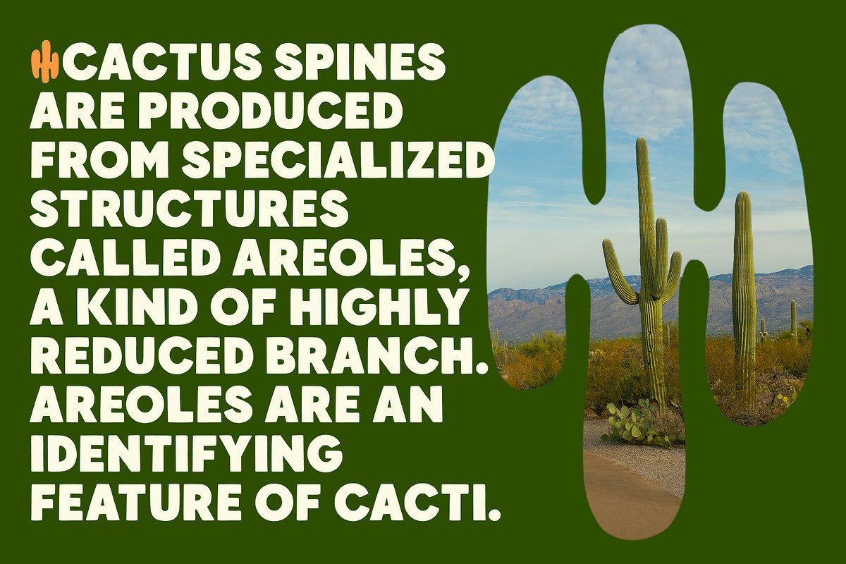 Crunold Font, a Sans Serif Font by trustha (Photo 9 of 12)