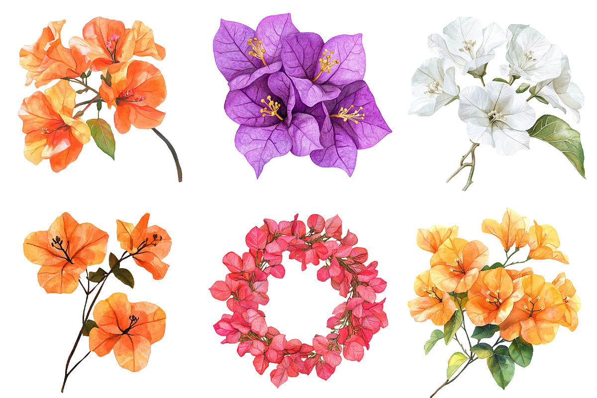 Bougainvillea Flower, an Illustration by cherrydesign (Photo 2 of 3)