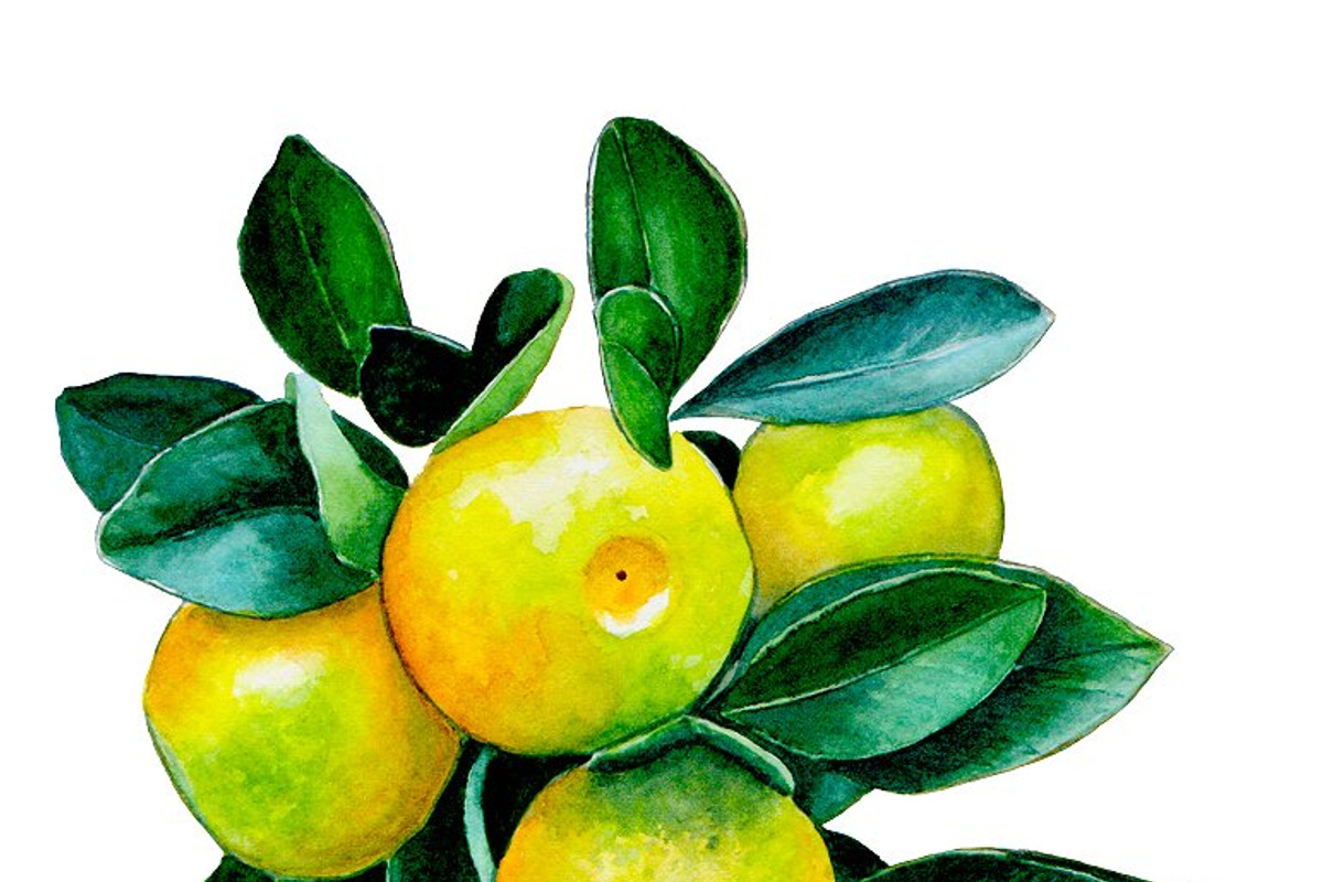 Watercolour little mandarins, a Decorative Illustration by Verlena's Corner (Photo 3 of 5)
