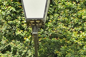 Vintage street lamp on ivy-covered wall, an Architecture Photo by DanFLCreativo
