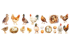 Bird feathered livestock cartoon, an Animal Illustration by Stock-Smart-Start