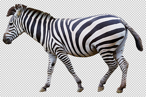 Zebra transparent png featuring animal, animals, and zoo