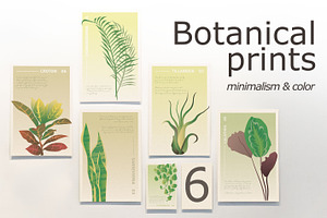 6 House Plants | Botanical Bundle