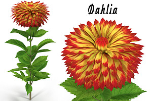 Dahlia Orange