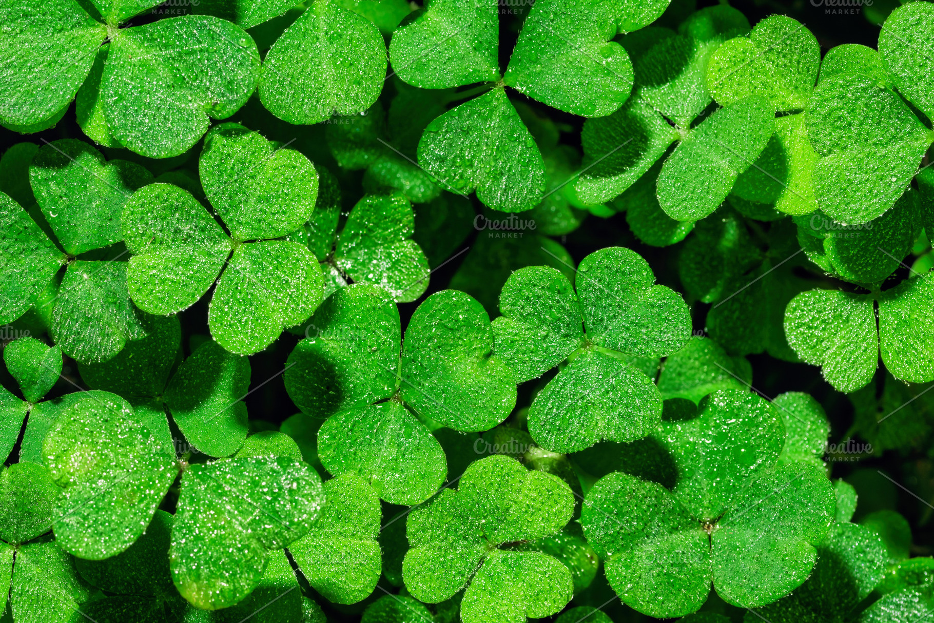 Green clover leaves covered with morning dew drops. Macro background of fresh t, a Nature Photo by Eugene_Photo