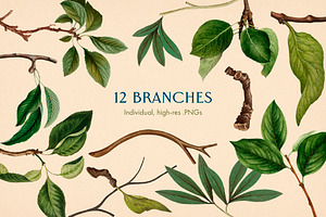 40 Vintage Birds & Branches