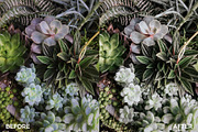 Insta Green Lightroom Mobile Presets, an Action Add-On by in between details (Thumbnail 10 of 17)