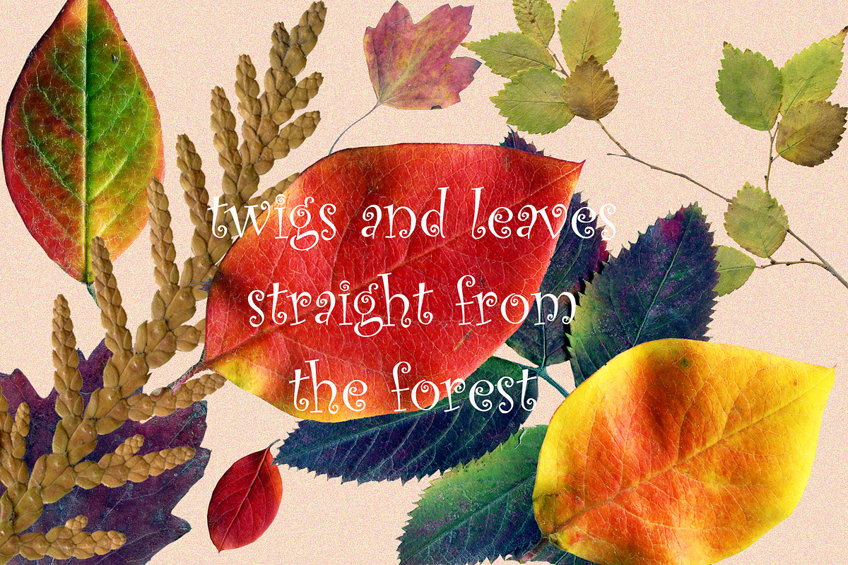 Dried Herbarium Thanksgiving leaves, an Animal Illustration by NataLyaroArt (Photo 12 of 13)