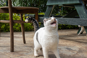 Playful Street Cat in Daylight, an Animal Photo by Designshot