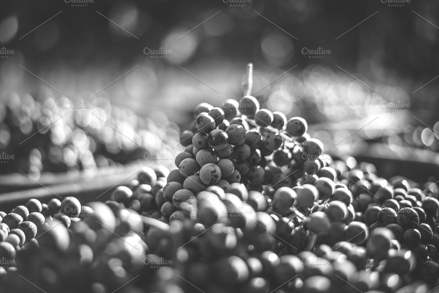 Blue vine grapes in the crate at harvesting season. Grapes for making ice wine., an Industrial Photo by Mark Borbely