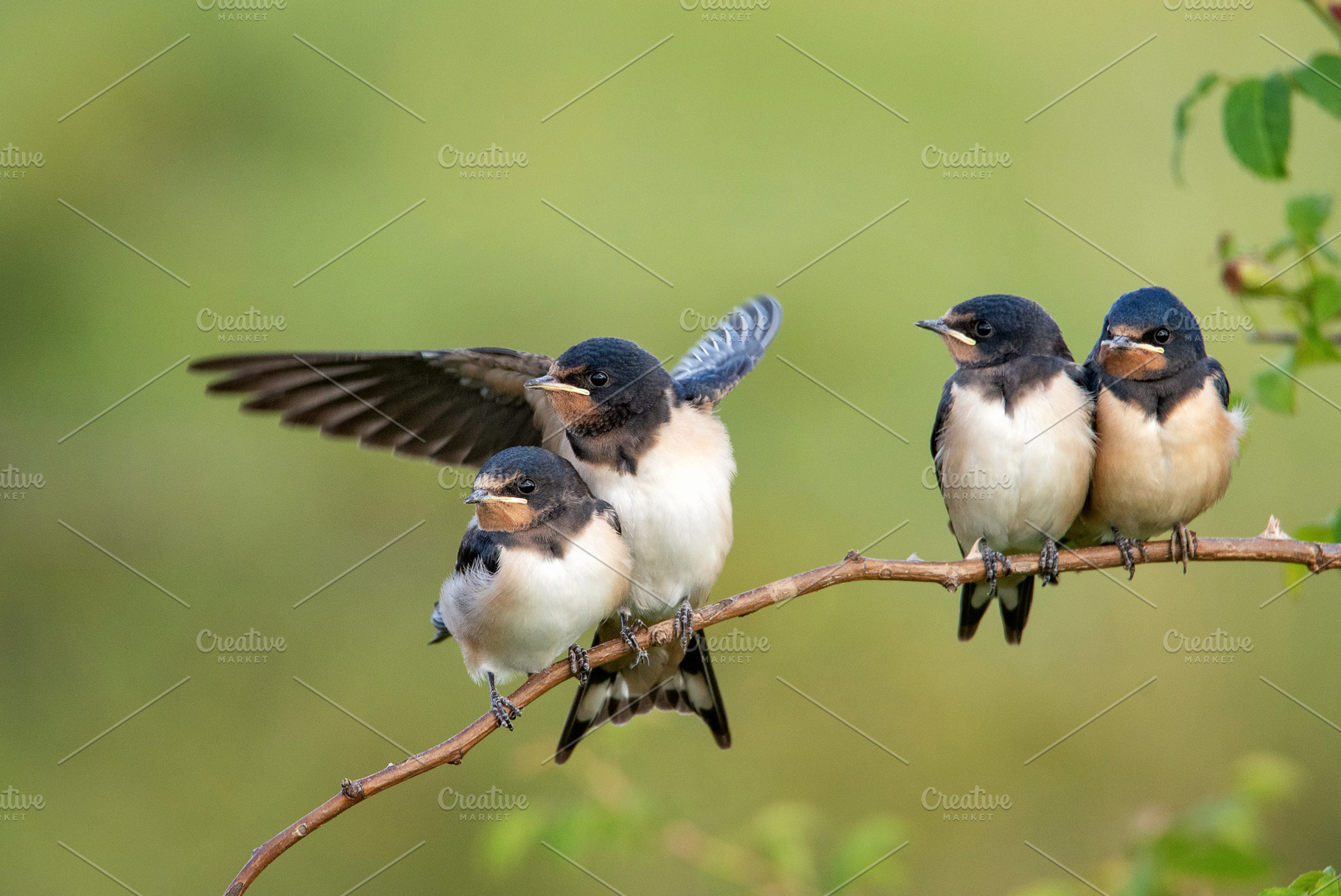 Four nestling barn swallows, an Animal Photo by MriyaWildlife