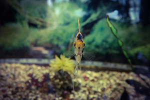 Fish stock photograph