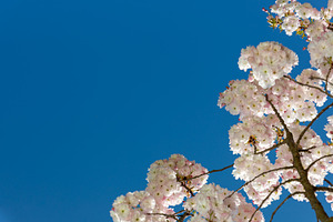Blooming cherry blossom branches with pale pink flowers set agai, a Nature Photo by Ales Munt