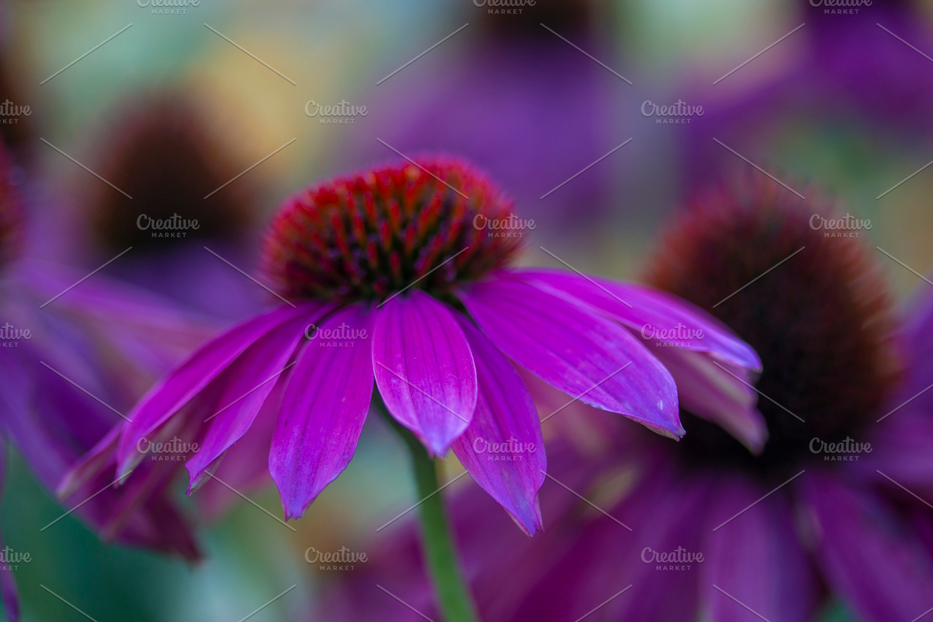 Floral background: echinacea, a Photo by Atropos Images