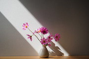 Cosmos Flower in Pot - close up, a Photo by Merinda Designs (Thumbnail 2 of 2)