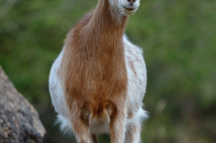 portrait of a two-colored domestic g, an Animal Photo by Perpis