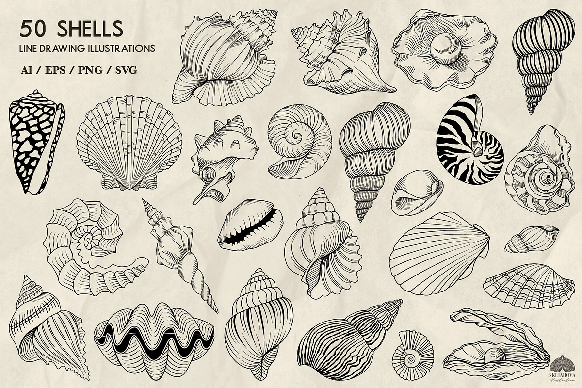 Seashells line art + Procreate, an Animal Illustration by Skliarova (Photo 2 of 3)