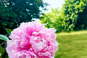Bright Pink Peony Green Grass