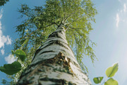 98 Trees view from below, a Nature Photo by Handmadefont (Thumbnail 21 of 98)