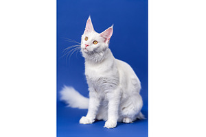 Longhair cat breed Maine Coon Cat, an Animal Photo by Alexander-Piragis
