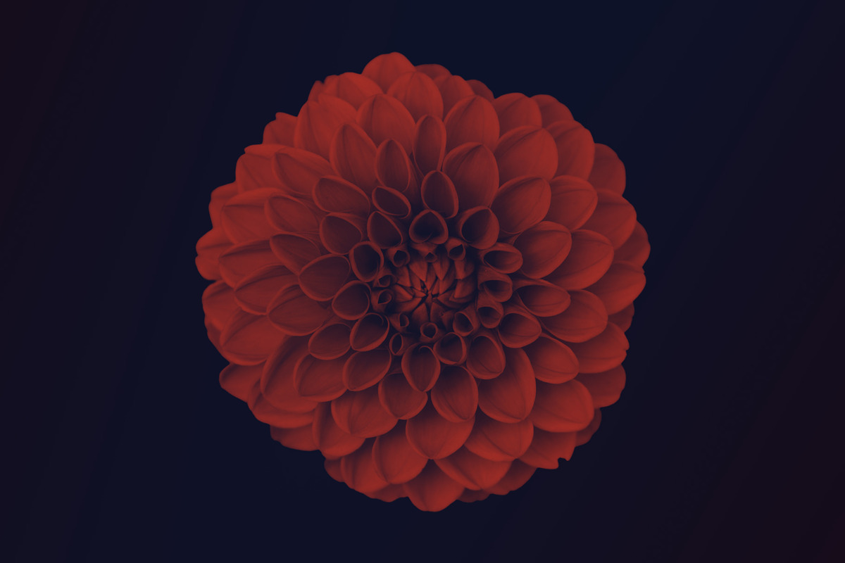 Elegant Floral Photoshop Brushes, a Brush Add-On by Milka (Photo 5 of 10)
