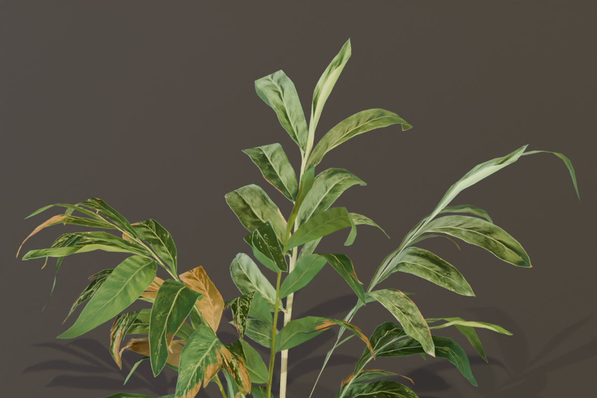 The Galanga Bush, a Plants & Tree 3D Model by FuturePastCreatives (Photo 3 of 4)
