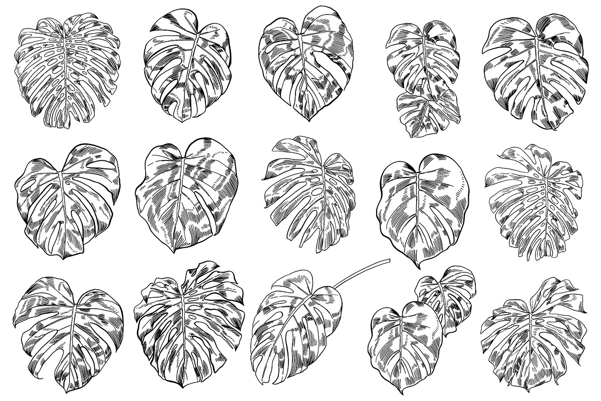 Green MONSTERA Leaves, an Illustration by Tanya Akhmett (Photo 4 of 8)