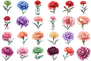 Watercolor Carnation Flower Clipart, an Illustration by Daily.Designs (Thumbnail 2 of 3)