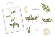 Watercolor Insects Life Cycle, an Education Illustration by MayaNavits (Thumbnail 9 of 18)