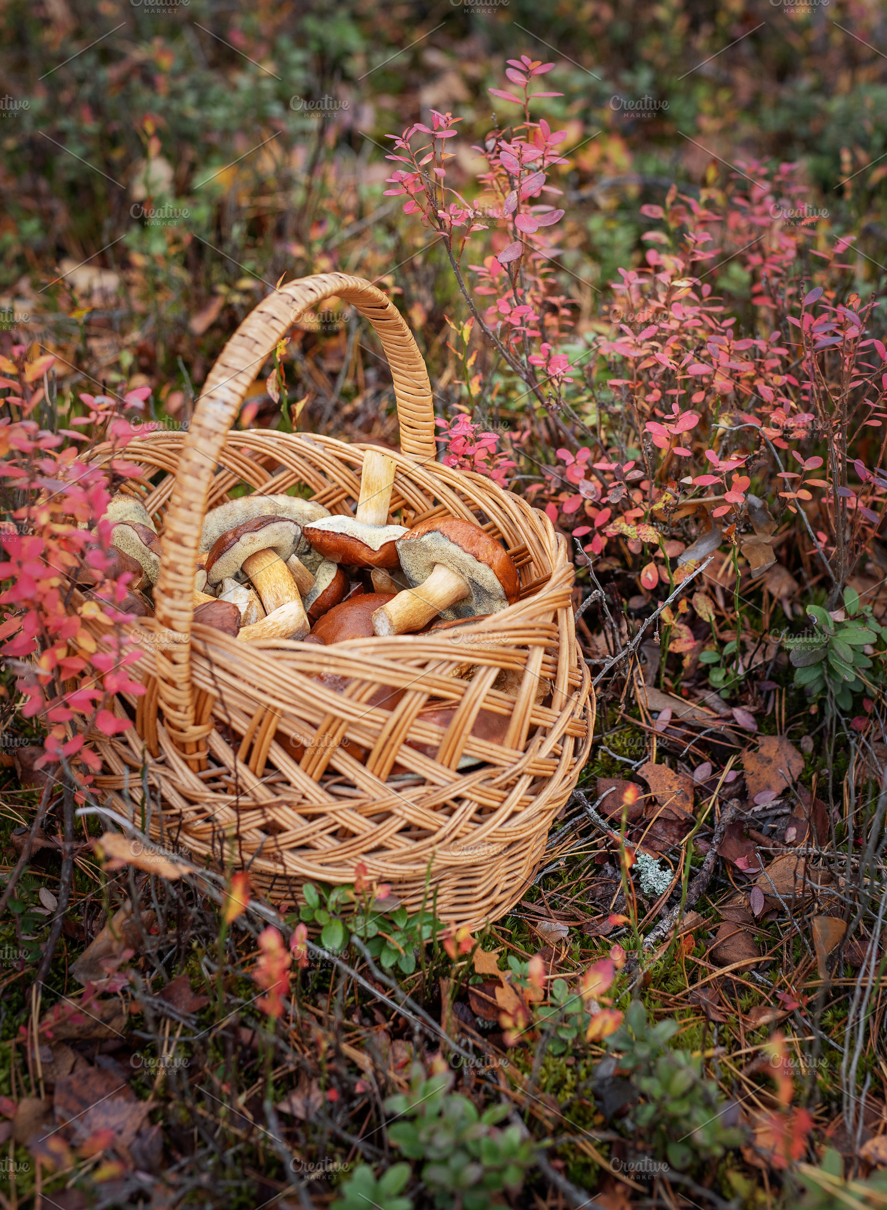 Basket full of mushrooms in autumn forest, a Food & Drink Photo by Olena Rudo