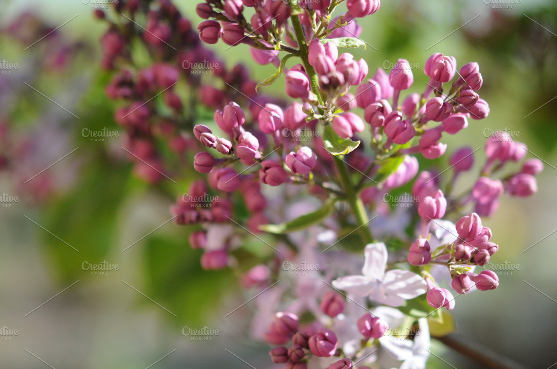 Violet Lilac flowers, a Nature Photo by EmotionalPhotography