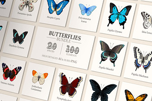 Butterflies Bundle