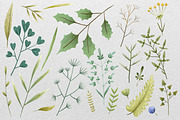 Hand-Painted Herbs & Spices: Botanic, a Decorative Illustration by the_myro (Thumbnail 3 of 5)