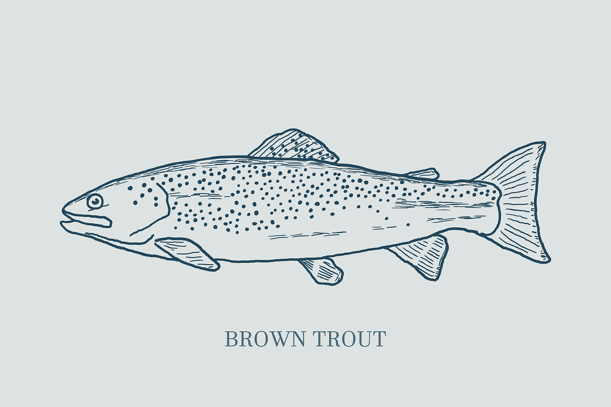 Hand drawn vectors of saltwater fish, an Animal Illustration by Naty Art (Photo 8 of 11)