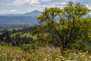 Summer Chornohora massiv mountains scenery view from Sevenei hil, a Nature Photo by YuriyB