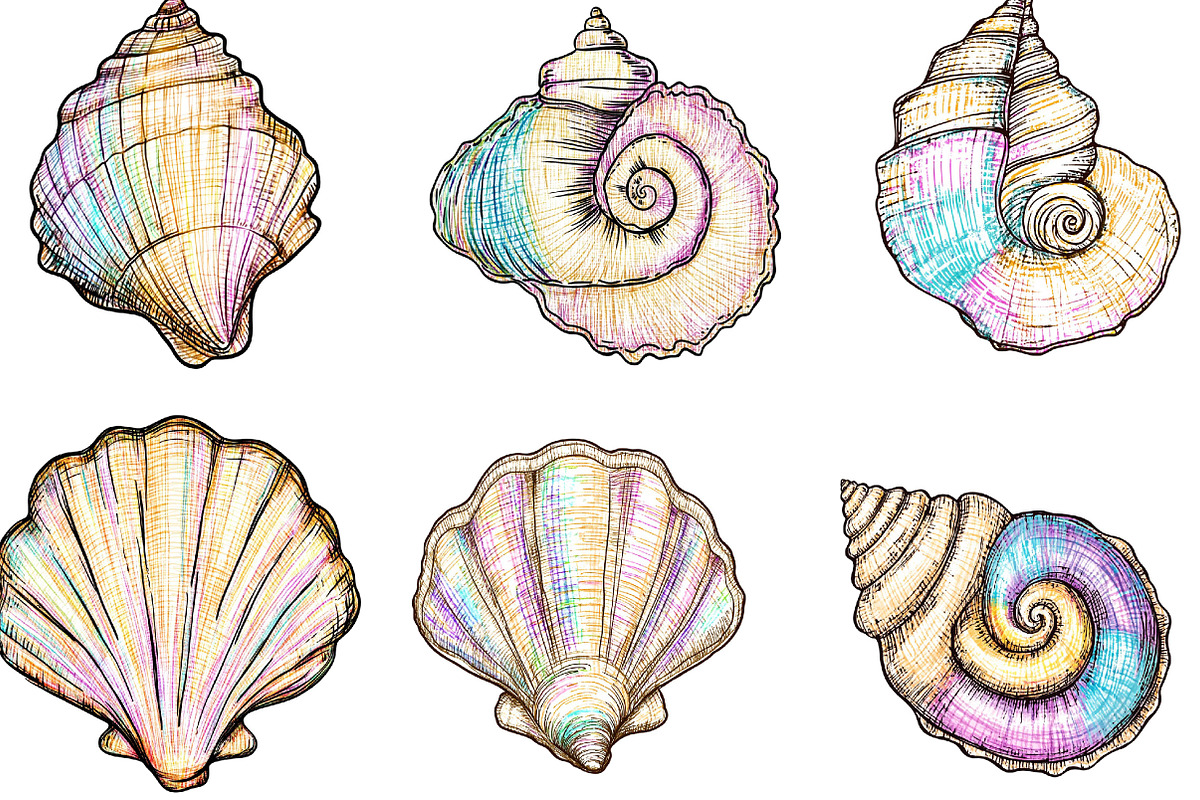 Hand Drawn Seashell Clipart, an Illustration by Designking (Photo 2 of 5)