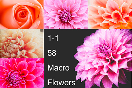 58 1-1 Macro flowers, a Nature Photo by Ying_suta